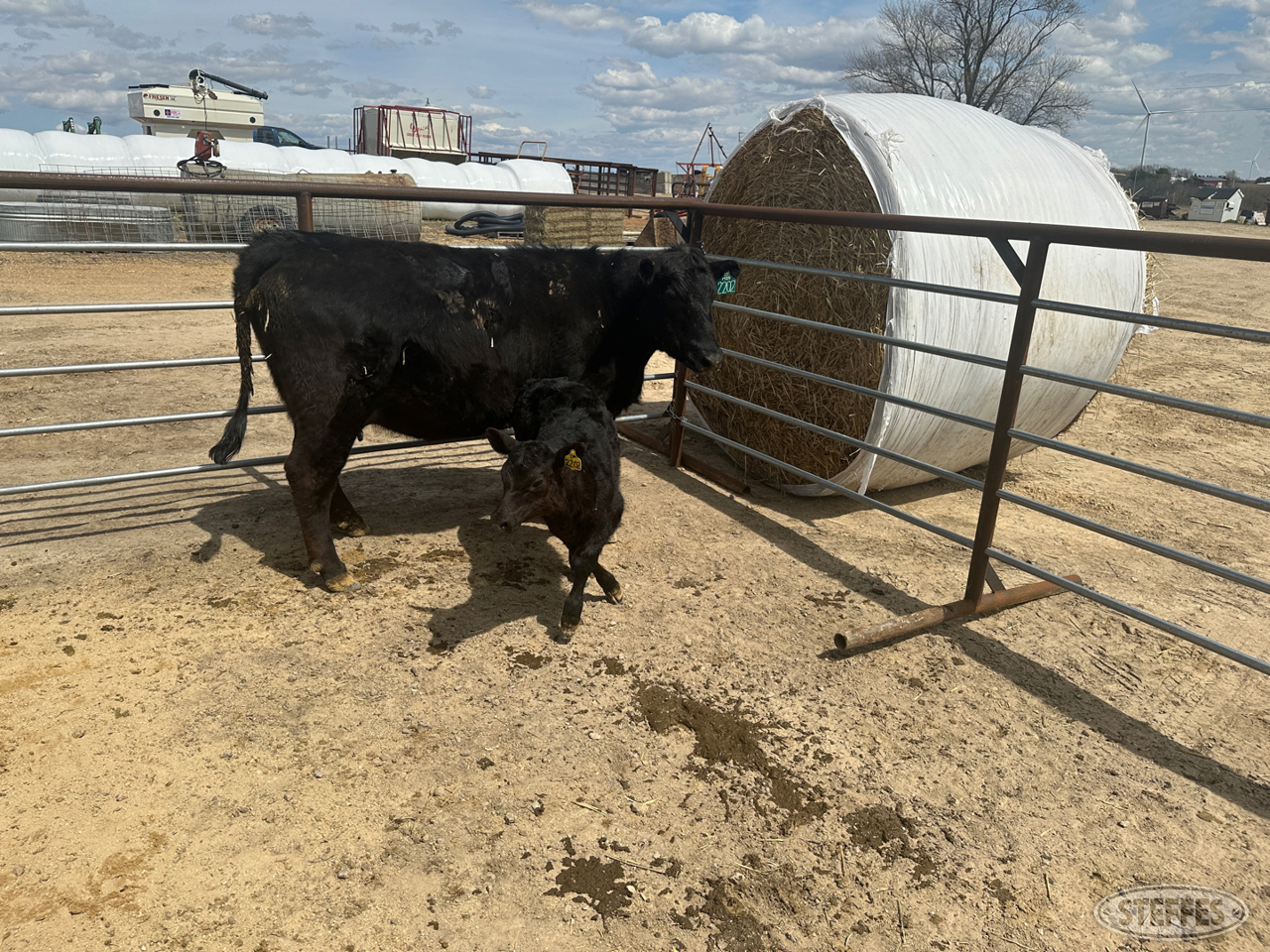 Cow/Calf Pair - Ear Tag 2202 & 2402